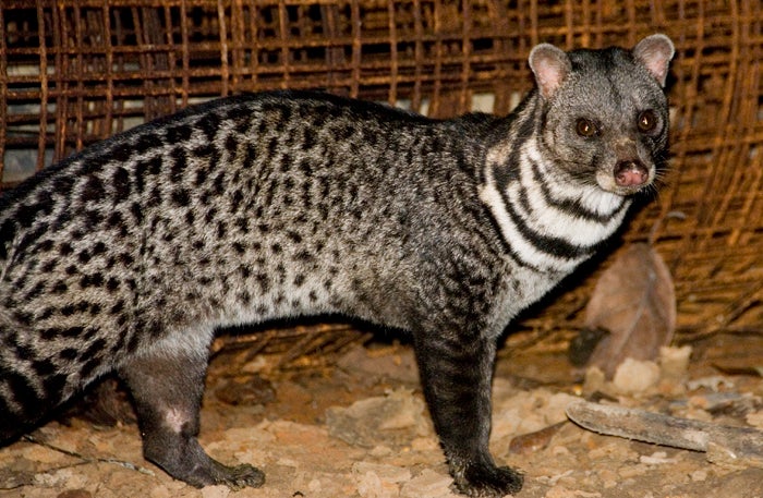 The Civets