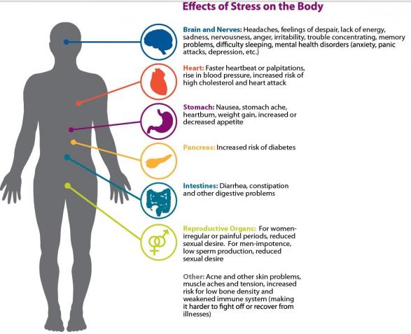 effectsofstress.jpg