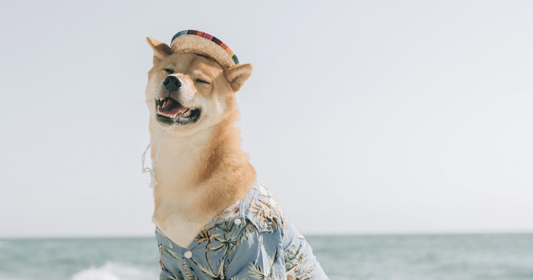 New Doge Shiba Inu S Shib Price Grows By 150 As Major Crypto Exchanges List It Benzinga