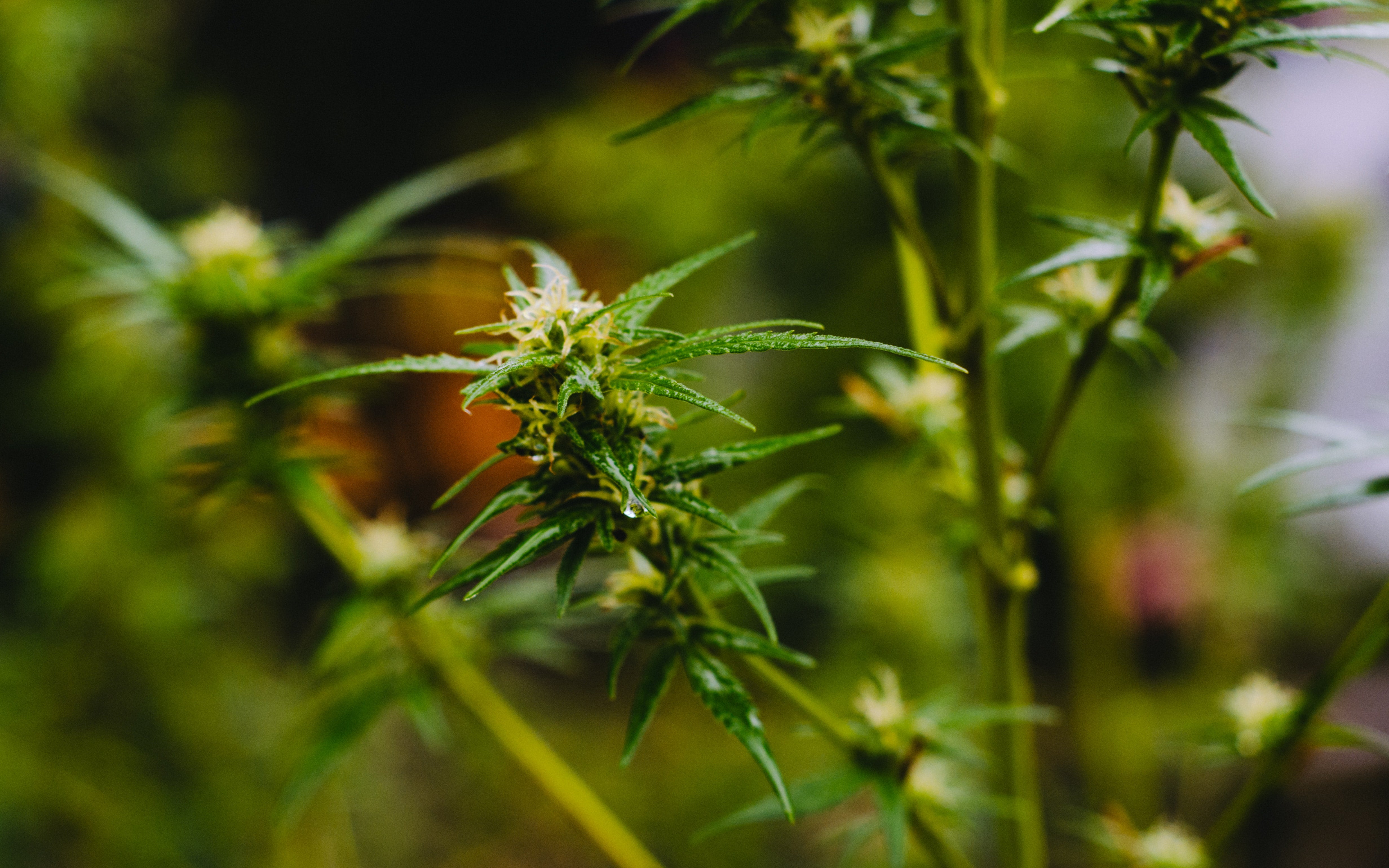 Cannabis Countdown Top 10 Marijuana And Psychedelics Industry News Stories Of The Week Benzinga